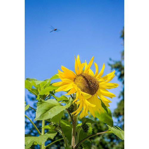 Horton, Janet 아티스트의 Bellevue-Washington State-USA Dragonfly in flight over sunflower plant on a sunny day작품입니다.